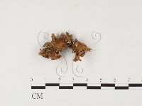 藏品(韌革菌屬)的圖片