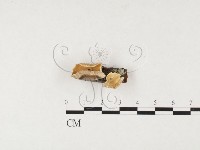 藏品(栓菌屬)的圖片