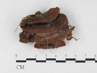 藏品(木層孔菌屬)的圖片