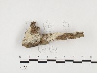 藏品(剛毛絲皮菌)的圖片