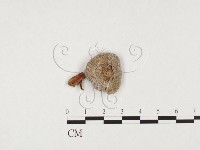 藏品(四孢蘑菇)的圖片