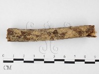 藏品(絲齒菌屬)的圖片