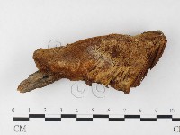 藏品(纖孔菌屬)的圖片