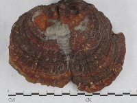 藏品(靈芝屬)的圖片