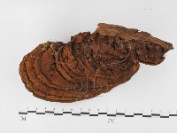 藏品(木層孔菌屬)的圖片