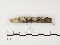 藏品(絲齒菌屬)的圖片