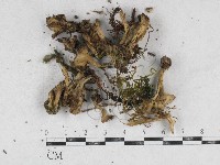 藏品(革菌屬)的圖片