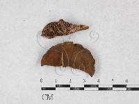 藏品(乳菇屬)的圖片