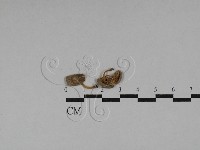 藏品(發光小菇)的圖片