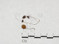 藏品(小菇屬)的圖片