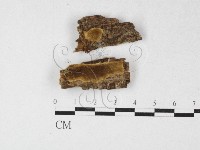 藏品(木層孔菌屬)的圖片