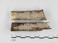 藏品(刺皮菌屬)的圖片