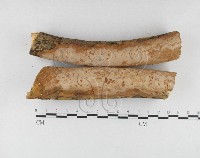 藏品(顯絲菌屬)的圖片