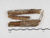 藏品(絲齒菌屬)的圖片