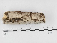 藏品(筍殼菌屬)的圖片