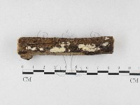 藏品(顯絲菌屬)的圖片