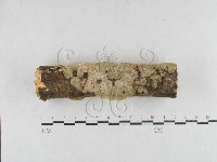 藏品(絲齒菌屬)的圖片