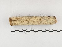 藏品(射脈菌屬)的圖片