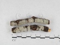 藏品(絲皮菌屬)的圖片