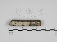 藏品(剛毛絲皮菌)的圖片