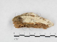 藏品(傑克菌屬)的圖片