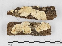 藏品(骨皮菌屬)的圖片