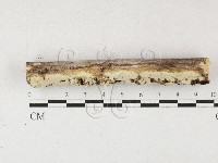 藏品(顯絲菌屬)的圖片