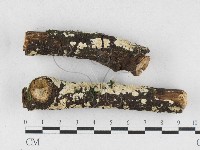 藏品(齒耳菌屬)的圖片