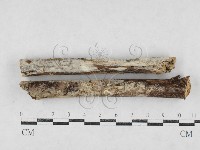 藏品(絲齒菌屬)的圖片