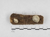 藏品(寡孔菌屬)的圖片