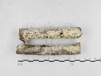 藏品(絲齒菌屬)的圖片