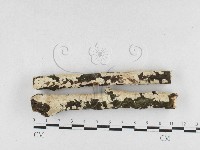 藏品(齒耳菌屬)的圖片