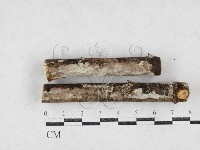 藏品(絲齒菌屬)的圖片