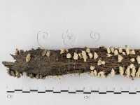 藏品(附毛菌屬)的圖片