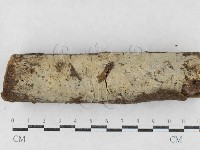 藏品(剛毛絲皮菌)的圖片