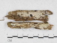 藏品(絲齒菌屬)的圖片