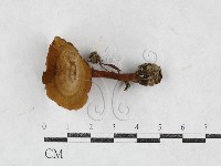 藏品(集毛菌屬)的圖片