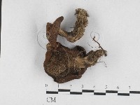 藏品(肉齒菌屬)的圖片