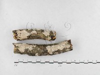 藏品(刺皮菌屬)的圖片