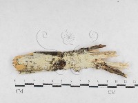 藏品(絲齒菌屬)的圖片