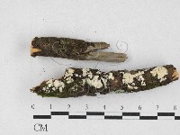 藏品(樹狀皮革菌屬)的圖片