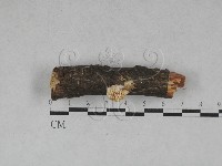 藏品(薄孔菌屬)的圖片