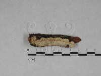 藏品(薄孔菌屬)的圖片