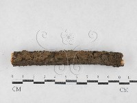 藏品(刺革菌屬)的圖片