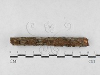 藏品(刺革菌屬)的圖片