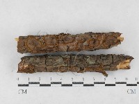 藏品(刺革菌屬)的圖片