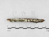 藏品(絲皮菌屬)的圖片