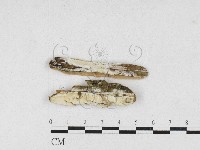 藏品(骨皮菌屬)的圖片