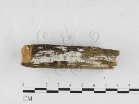 藏品(骨皮菌屬)的圖片