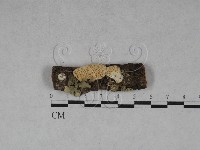 藏品(薄孔菌屬)的圖片